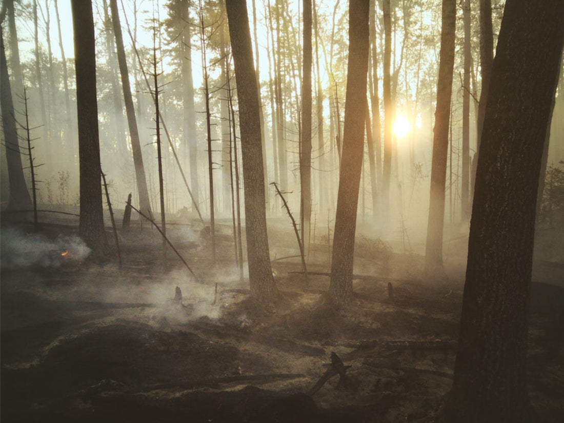 Canadian Wildfires and Their Impact on the USA